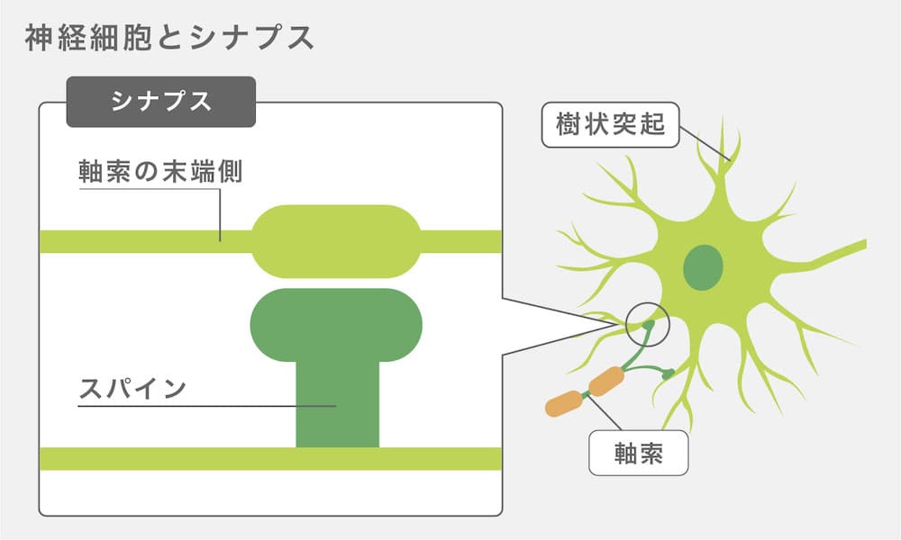 ニューロン同士のすき間（シナプス）の動き